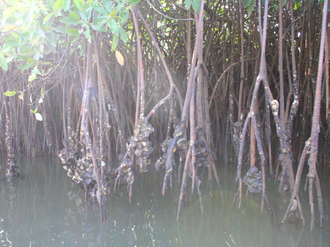 Austern Mangroven Gambia