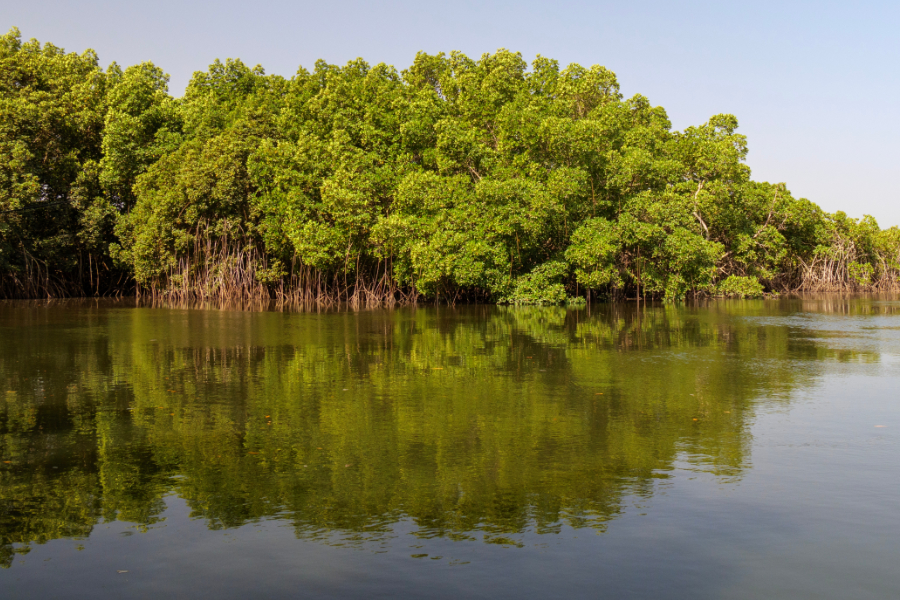 Mangroven Bintang Bolong Gambia