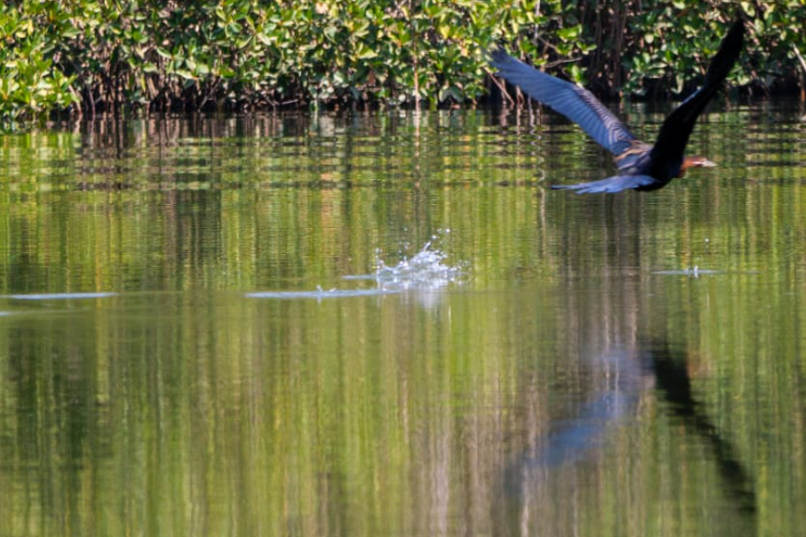 Schlangenhalsvogel Gambia, Mangroven