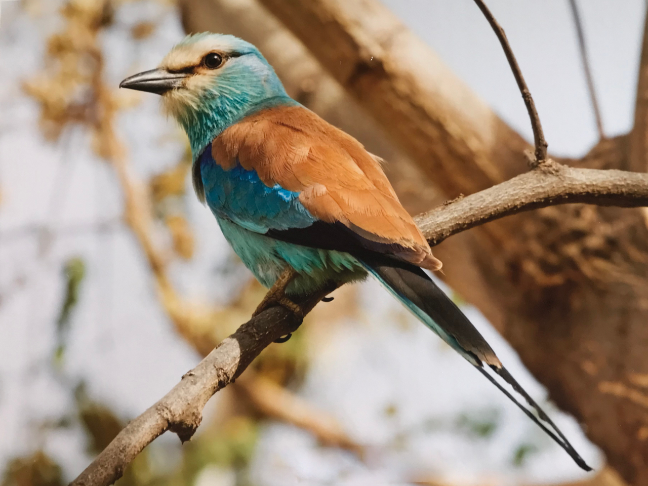 Abyssinan Roller Vögel Gambia