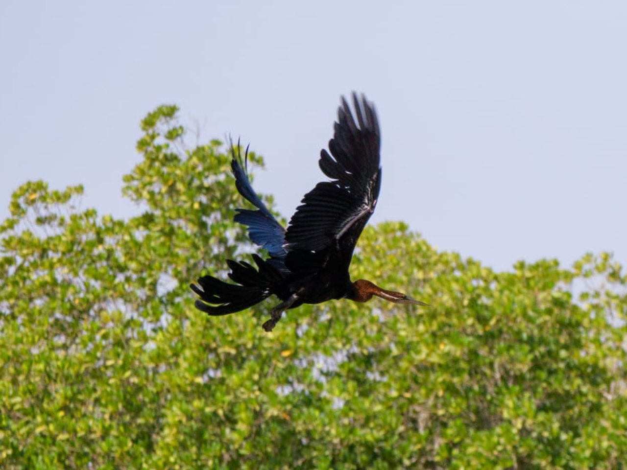 Afrikanischer Schlangenhalsvogel Vögel Gambia