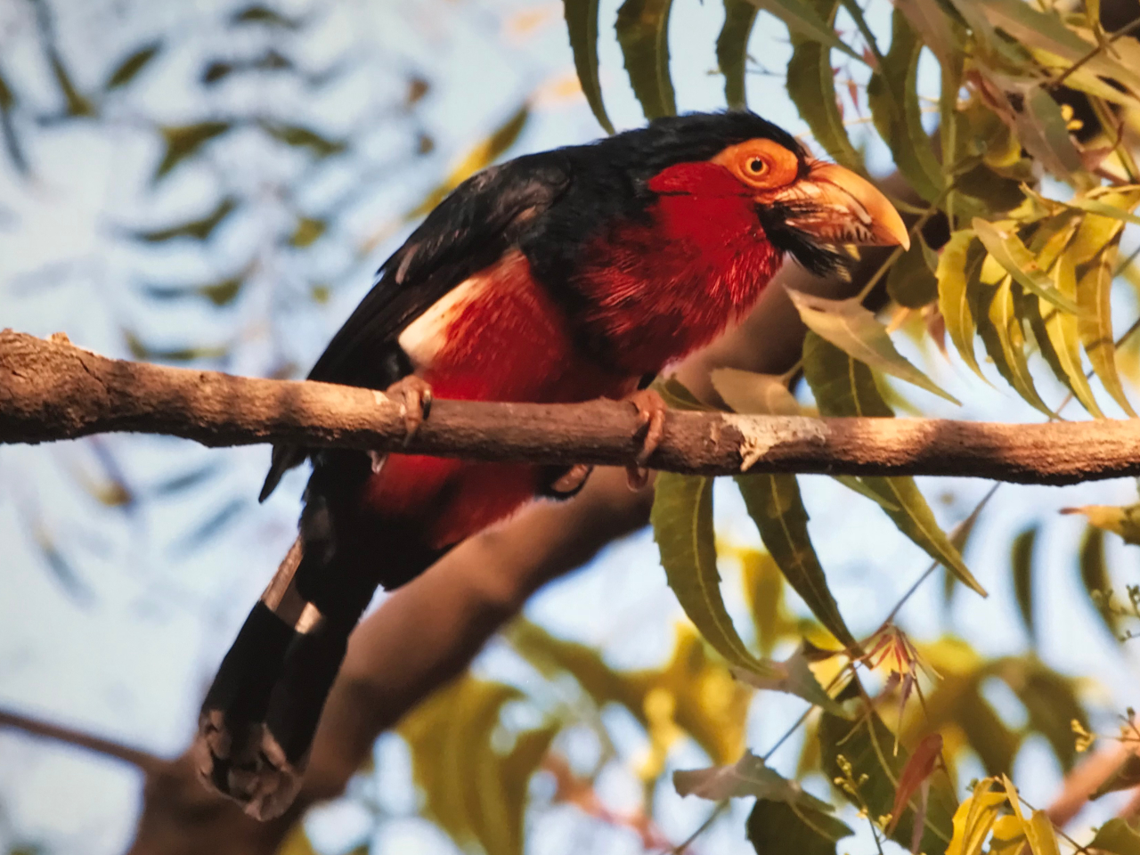 Bearded Barbet Vögel Gambia