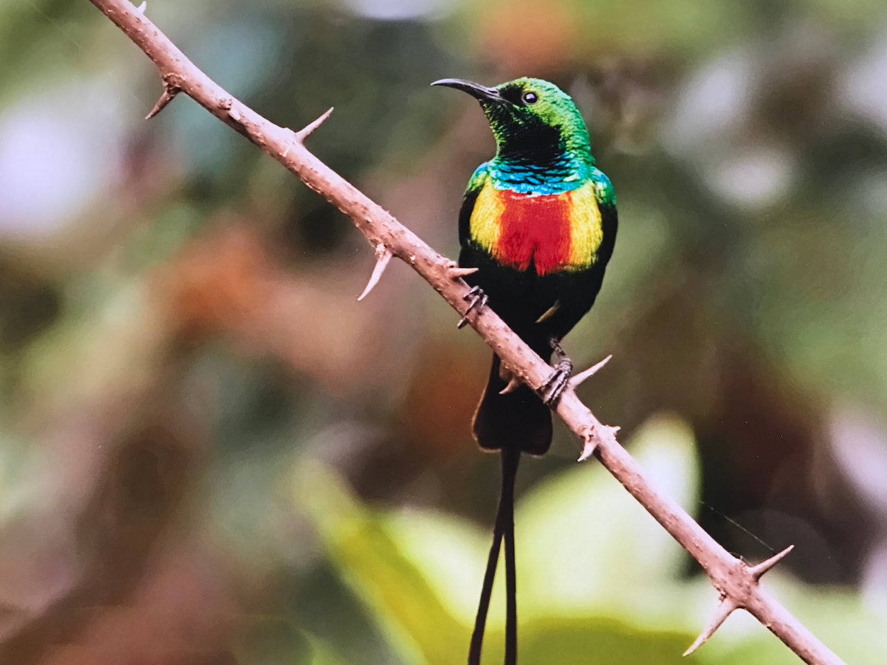 Beautiful Sunbird Vögel Gambia