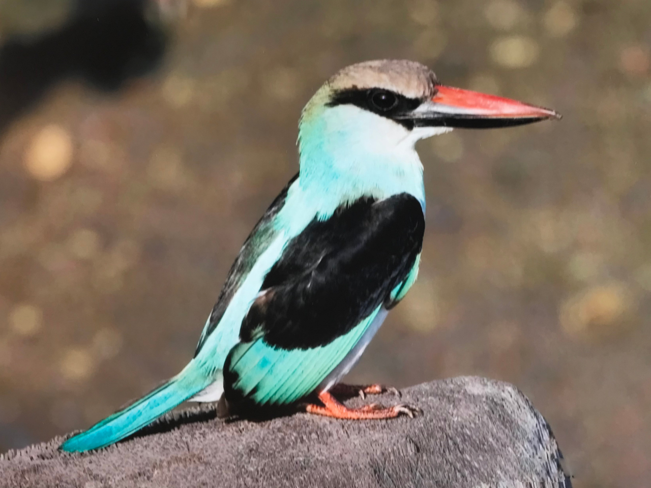 Blue breaded Kingfisher Vögel Gambia