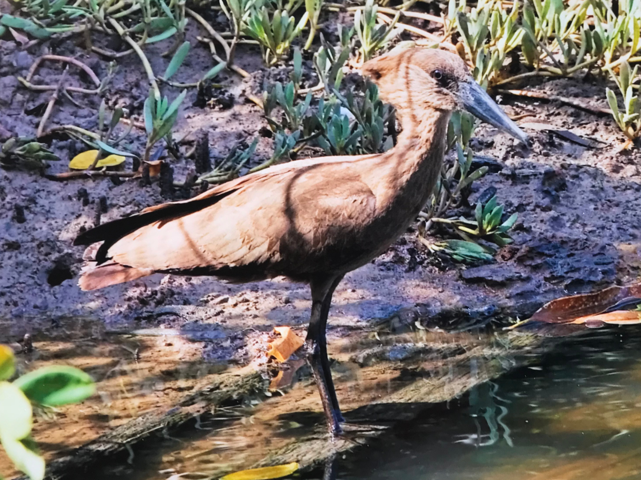 Hamerkop Vögel Gambia