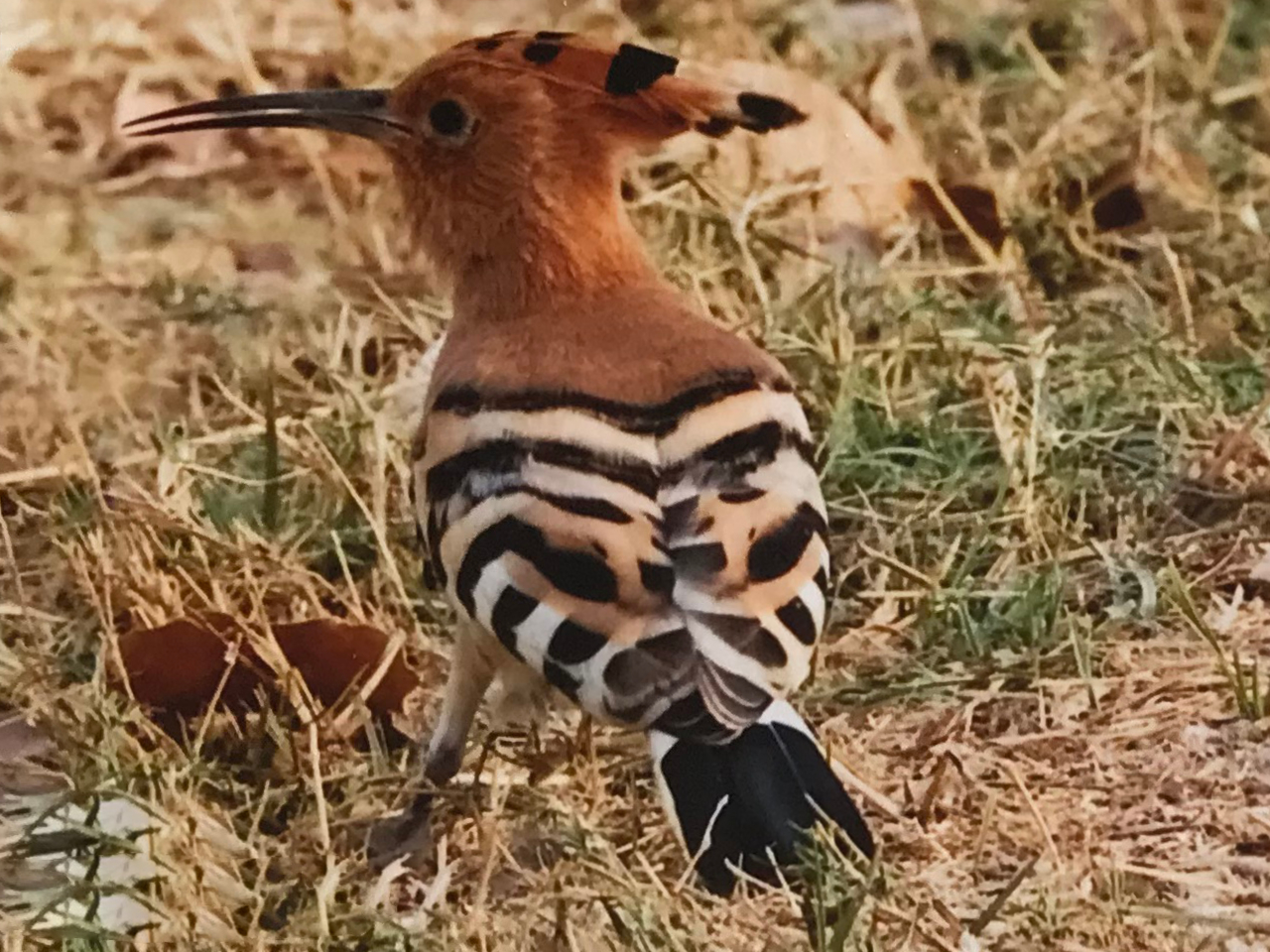 Hoopoe Vögel Gambia