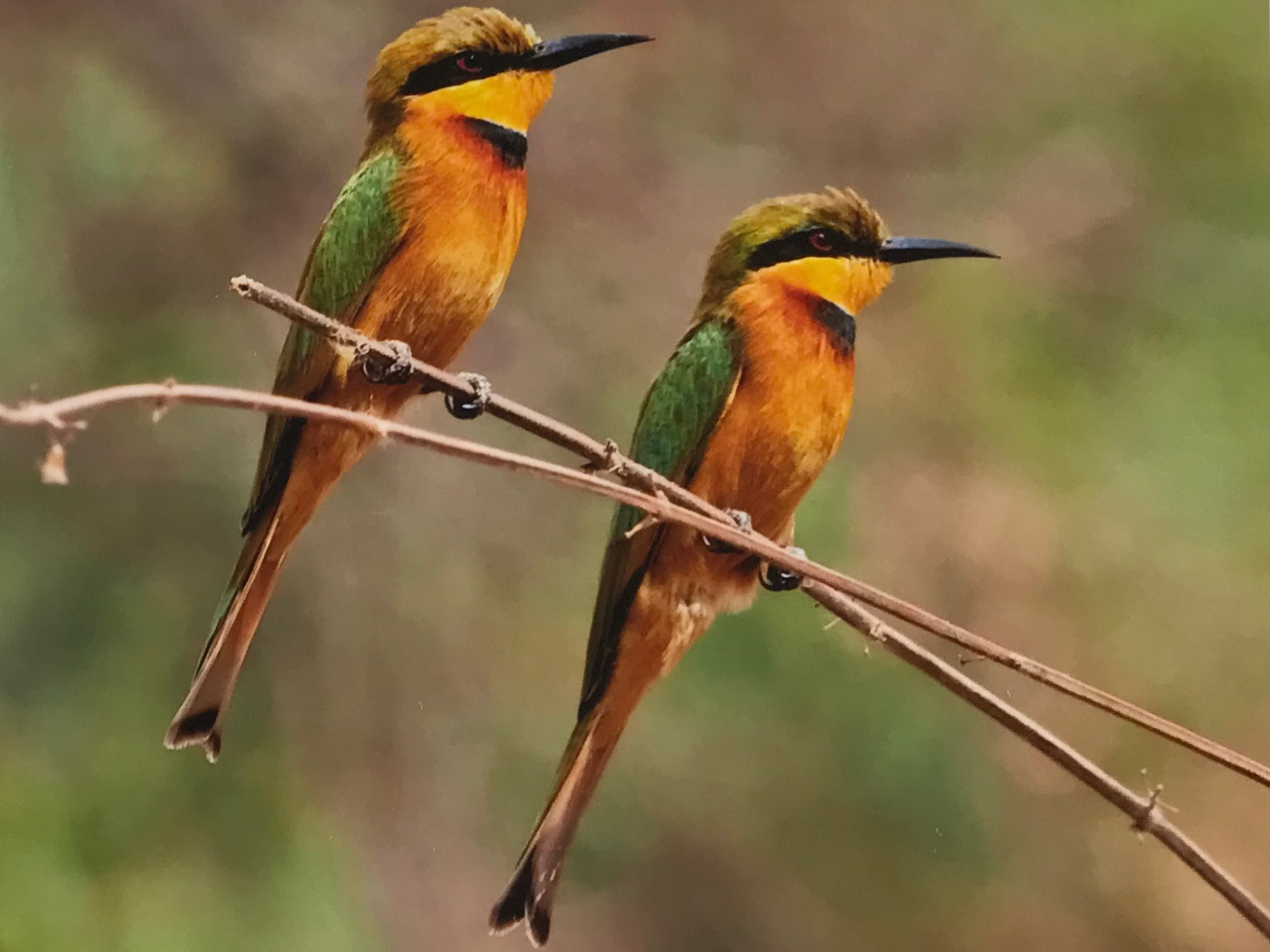 Little Bee Eater Vögel Gambia