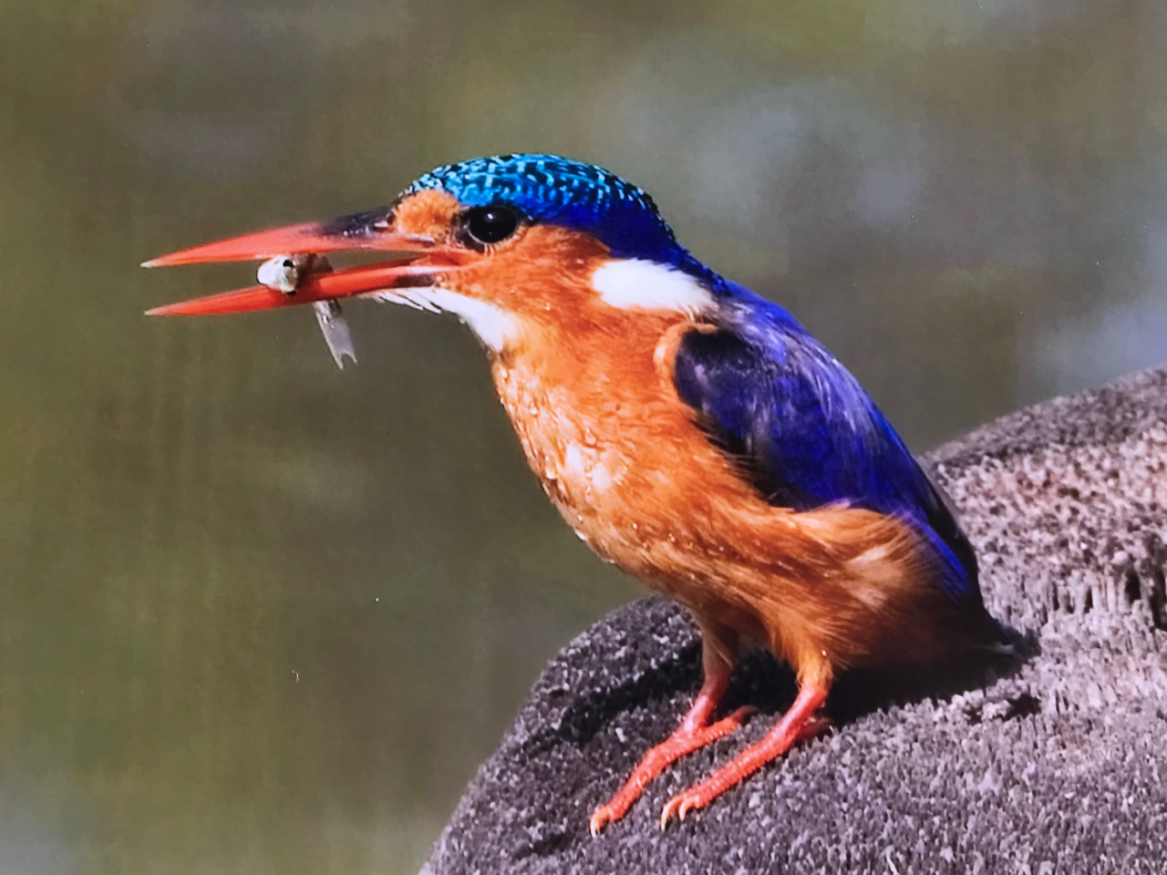 Malachit Kingfisher Vögel Gambia