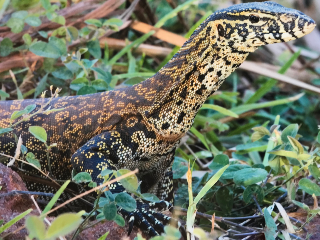 Monitor Lizard Gambia