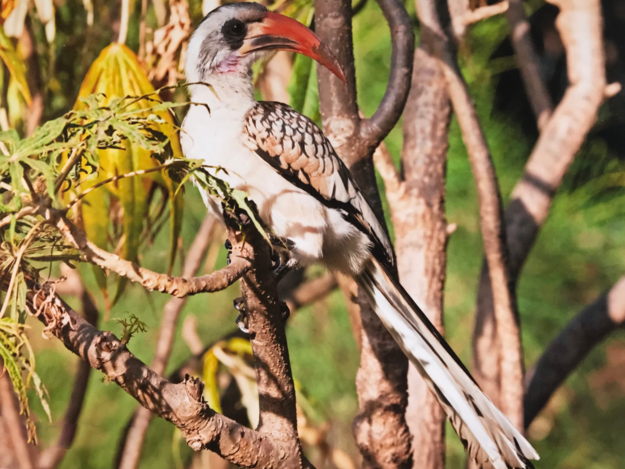 Red billed Hornbill Vögel Gambia