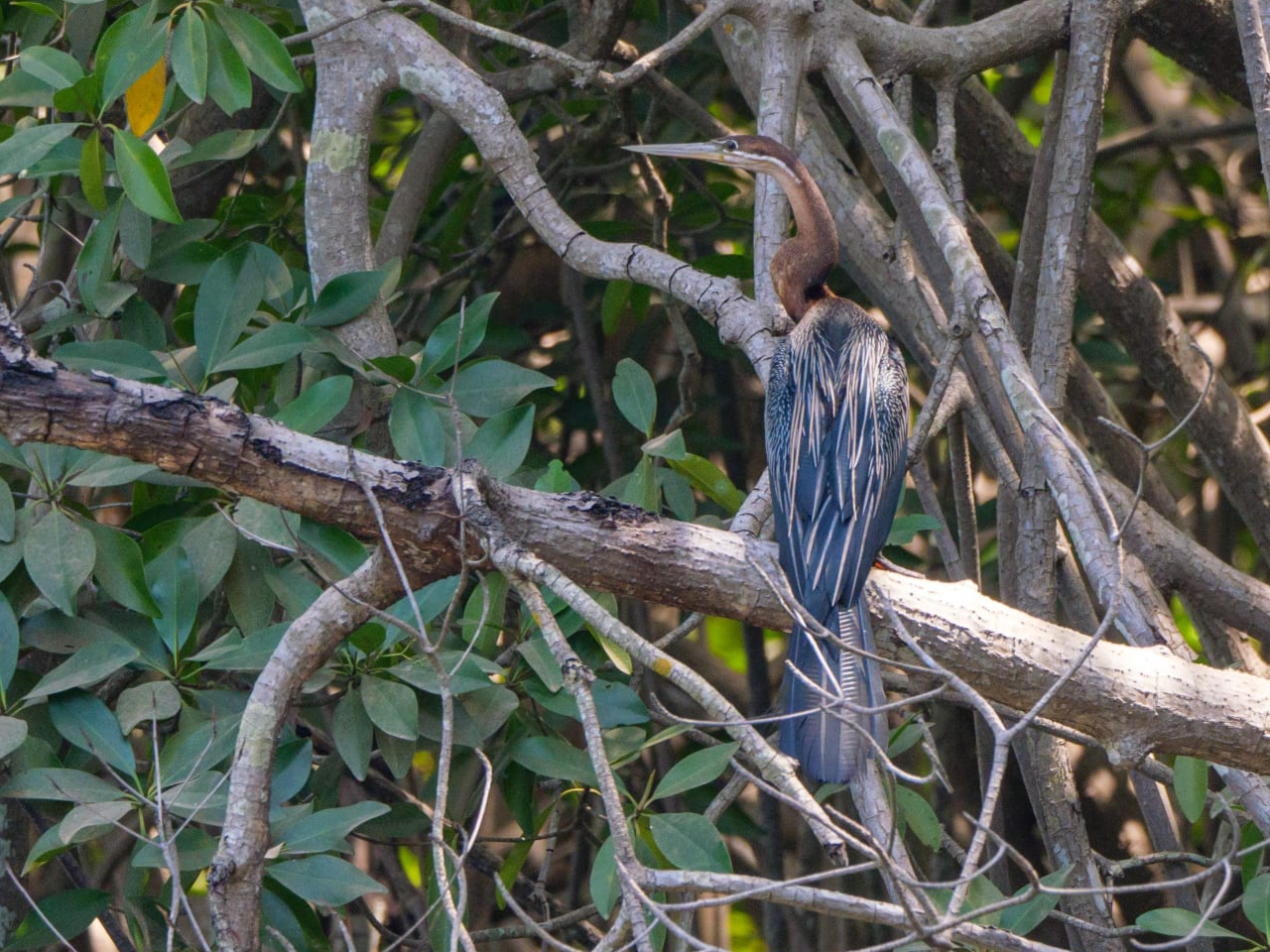 Schlangenhalsvogel Gambia, Mangroven