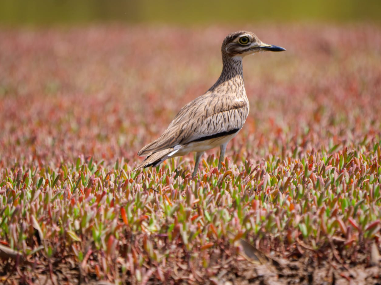 Senegaltriel Vögel Gambia