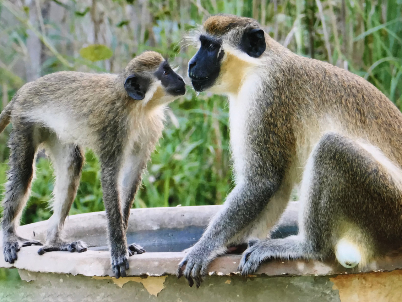 Velevet Monkey Gambia