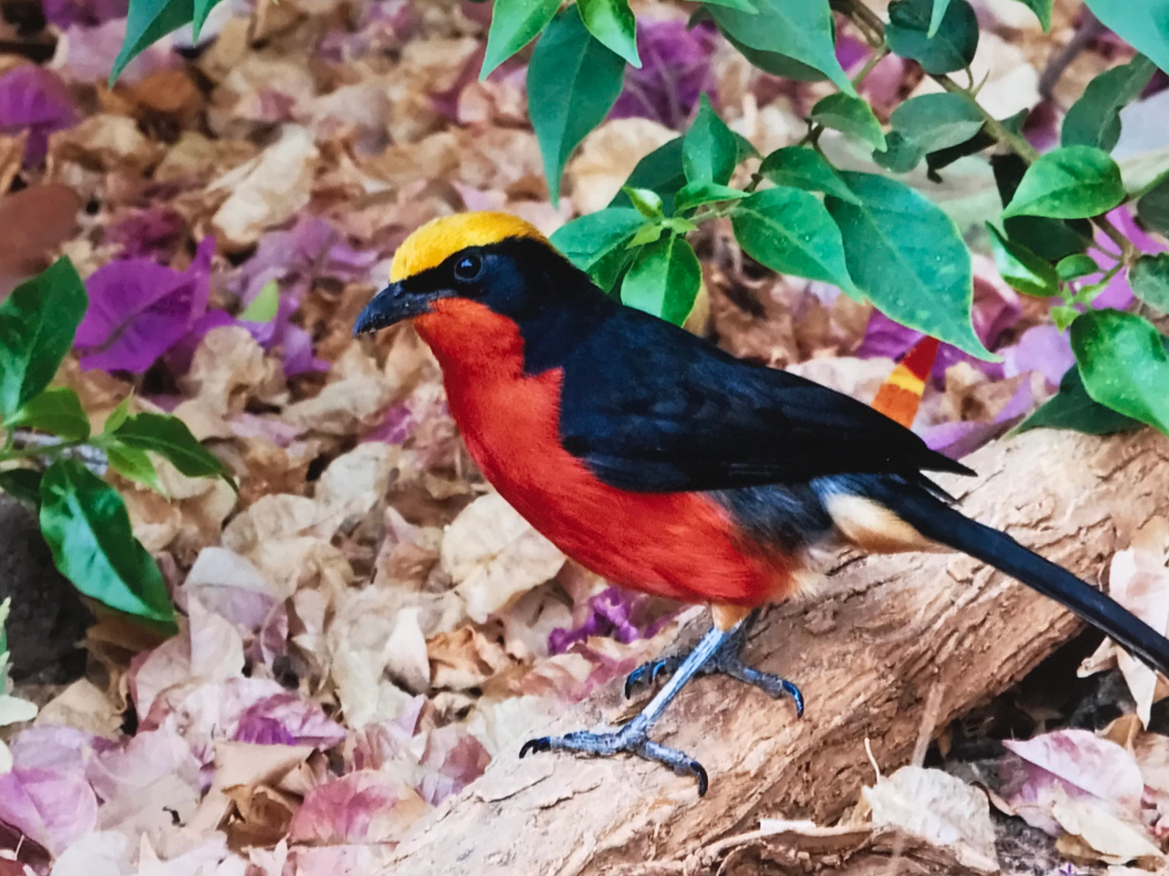 Yellow-crowned-Gonolek Vögel Gambia