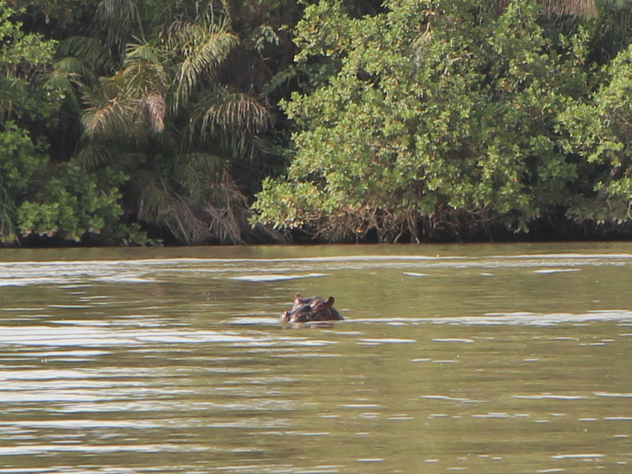 Hippo Flusspferd Gambia