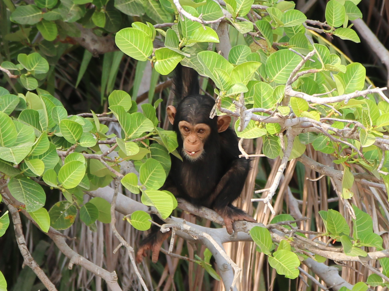 Schimpanse Gambia